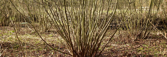 Sussex Logs